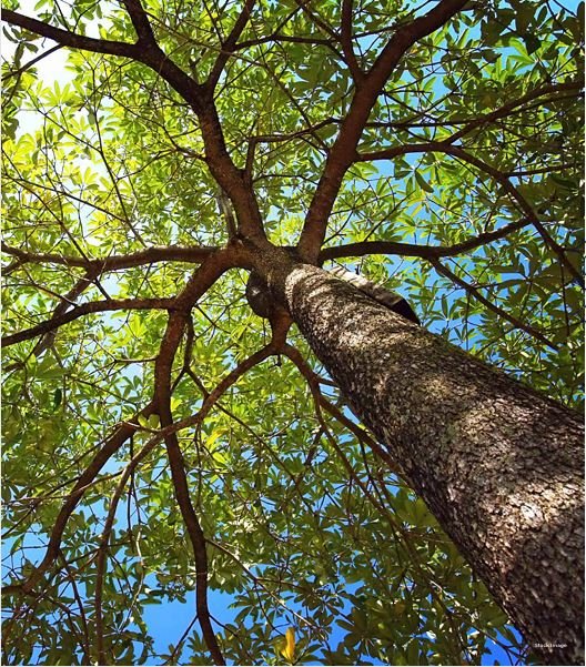 Lush Green Trees and Landscaped Gardens at CHANDAK GREENAIRY, BORIVALI EAST